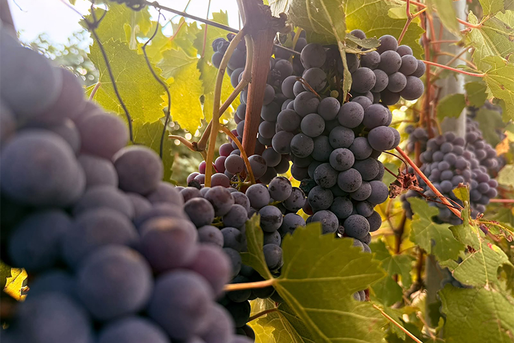 Iollarum - Vigna di Nebbiolo.