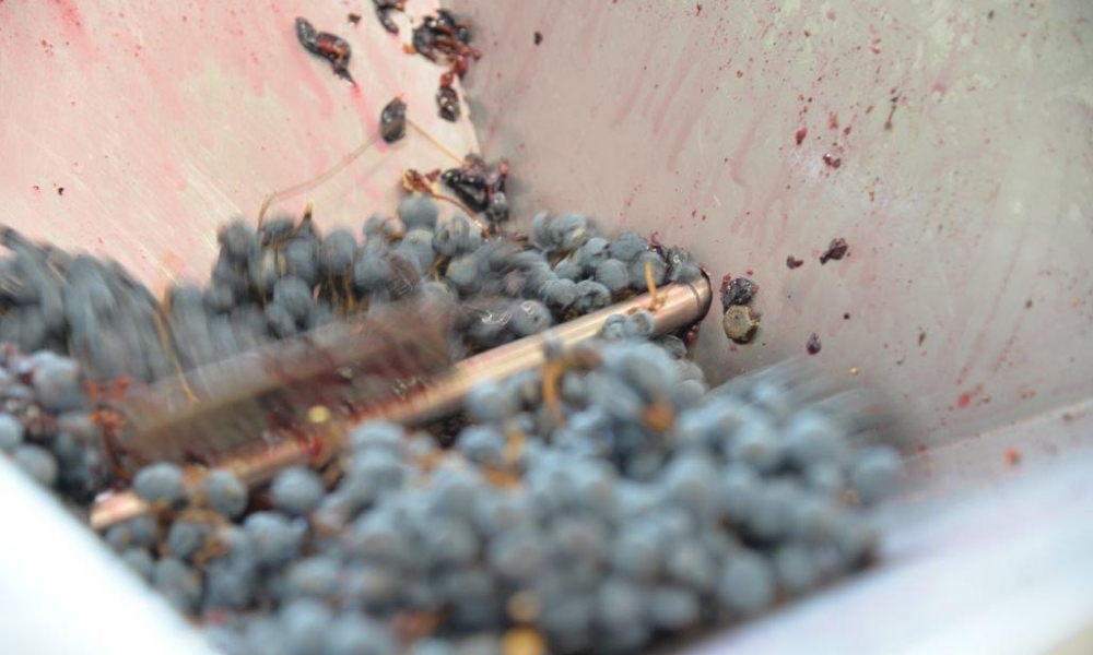 Passum PASSUM 2023, IT'S THE PERFECT TIME FOR CRUSHING GRAPES | Cascina Castlet