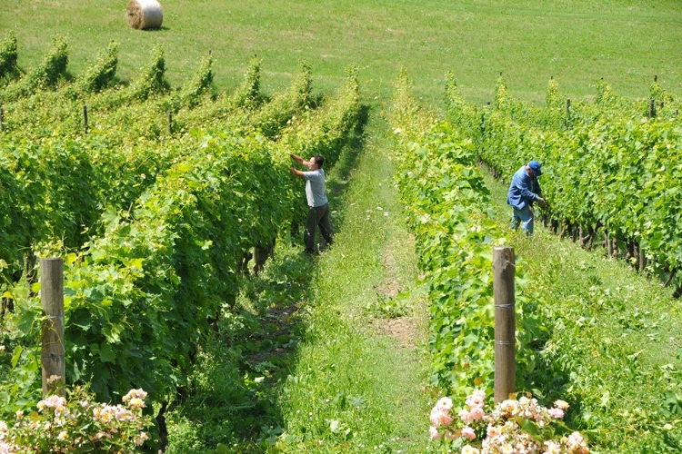 We love happy vineyards.