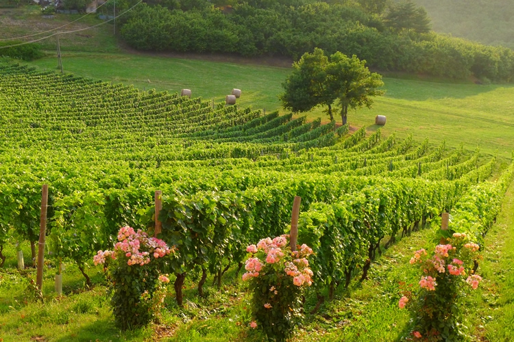 We love happy vineyards.